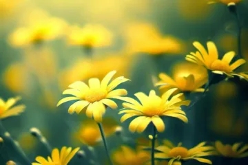 Żółte kwiaty polne: piękno natury na łąkach i polach